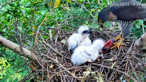 如何讓鳥來築巢|都會鳥巢秘錄｜如何友善對待城市鳥類